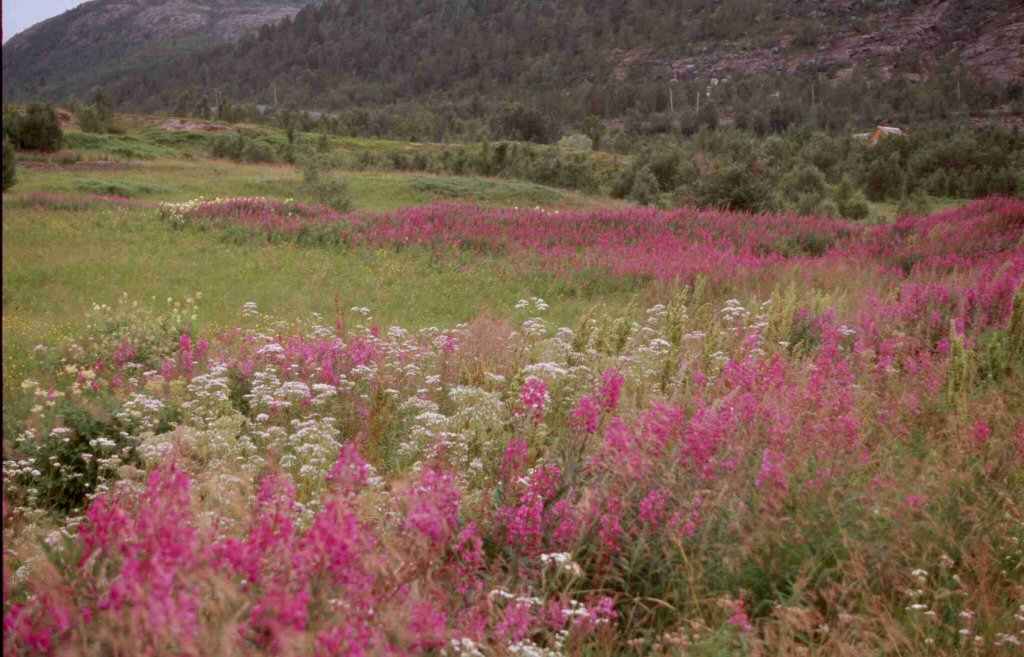 Foto de Fiordo de Alta, Noruega