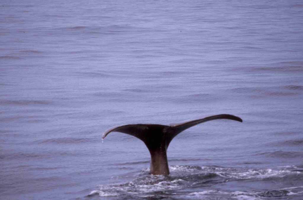 Foto de Islas Lofoten, Noruega
