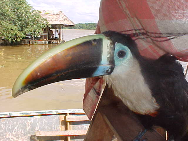 Foto de Delta Amacuro, Venezuela