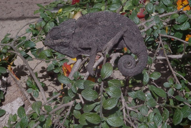 Foto de Cádiz (Andalucía), España