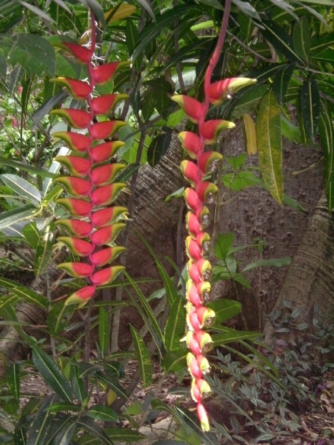 Foto de San Gil (Santander), Colombia