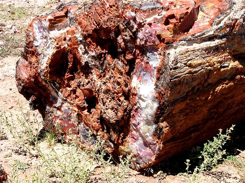 Foto de Petrified Forest Arizona (Arizona), Estados Unidos