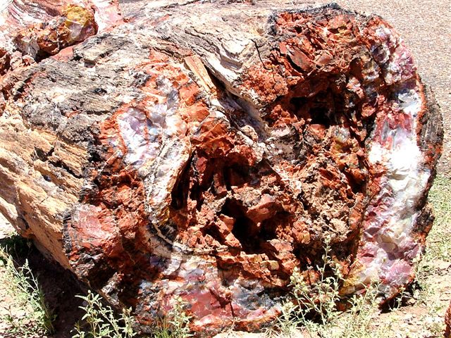 Foto de Petrified Forest Arizona (Arizona), Estados Unidos