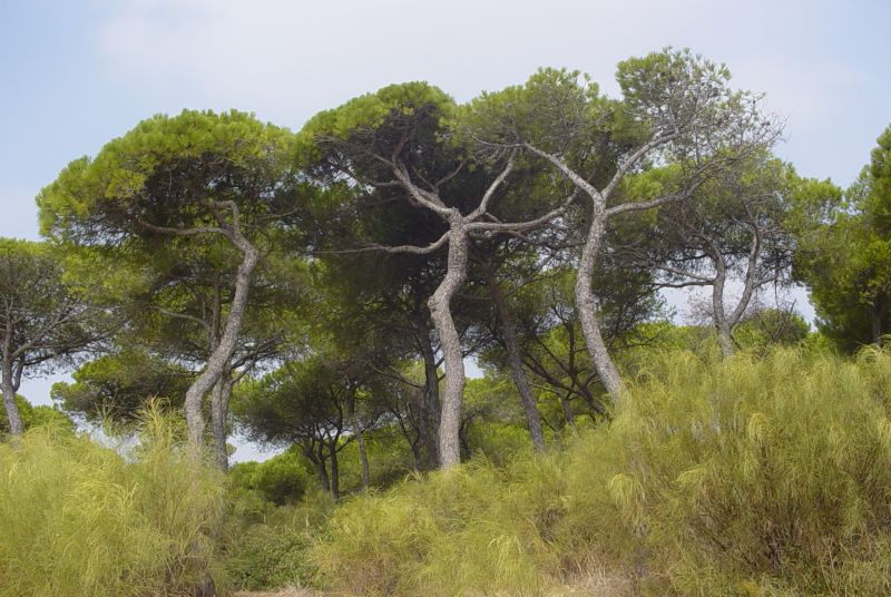 Foto de Puerto de Santa María (Cádiz), España