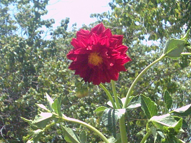 Foto de SAN JOSE DE LAS MATAS, PROVINCIA DE SANTIAGO DE LOS CABALLEROS, República Dominicana