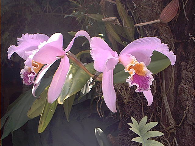 Foto de Bocono Edo. Trujillo, Venezuela