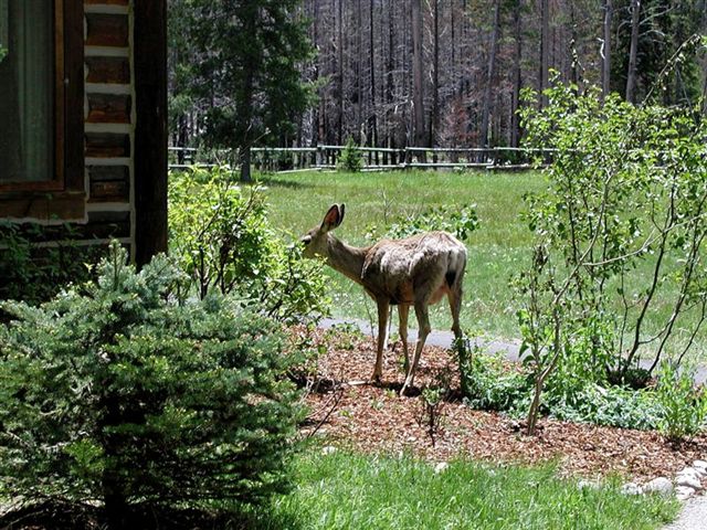 Foto de Parque Nacional de Yellowstone (Wyoming), Estados Unidos