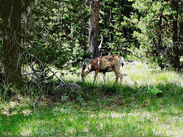 Foto de Parque Nacional de Yellowstone (Wyoming), Estados Unidos