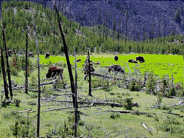 Foto de Parque Nacional de Yellowstone (Wyoming), Estados Unidos