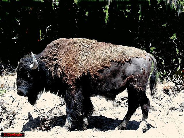 Foto de Parque Nacional de Yellowstone (Wyoming), Estados Unidos