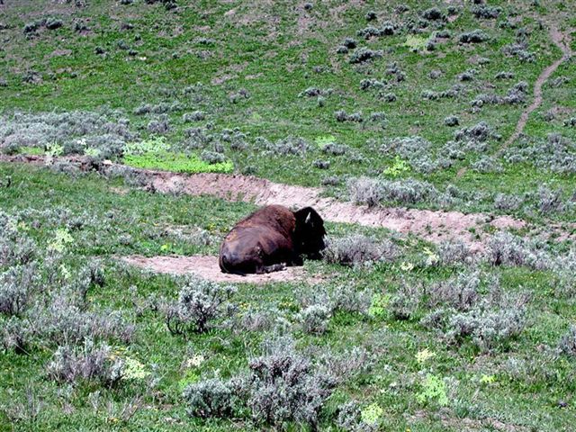 Foto de Yellowstone (Wyoming), Estados Unidos