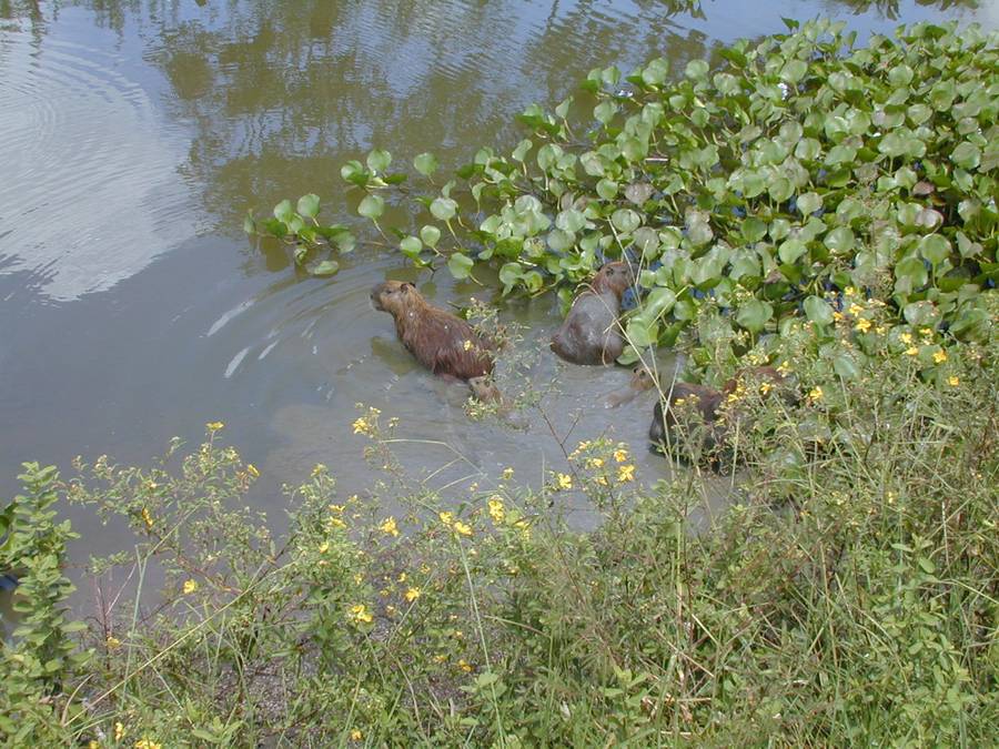 Foto de Bonito, Brasil
