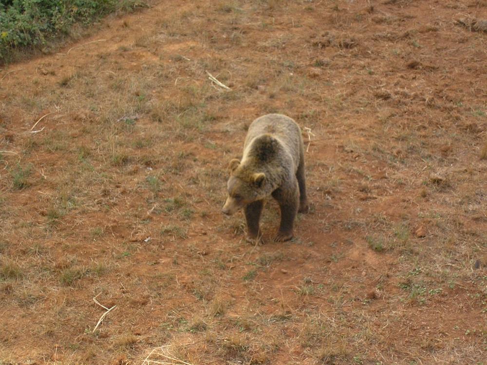 Foto de Cabarceno (Cantabria), España