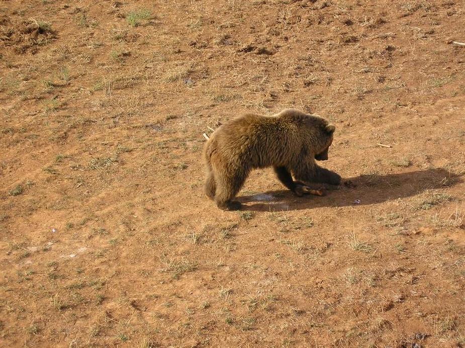 Foto de Cabarceno (Cantabria), España