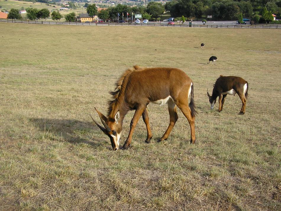 Foto de Cabarceno (Cantabria), España