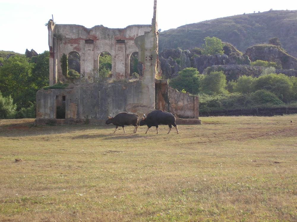 Foto de Cabarceno (Cantabria), España