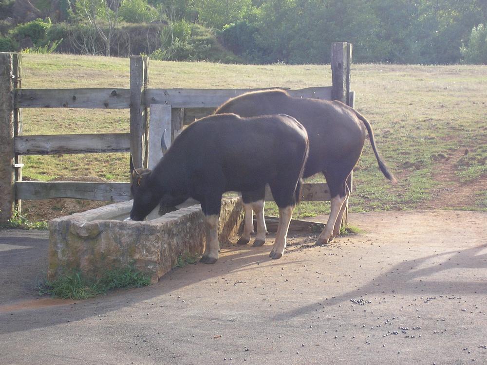 Foto de Cabarceno (Cantabria), España