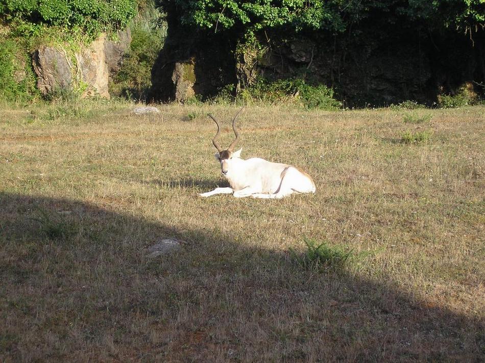 Foto de Cabarceno (Cantabria), España