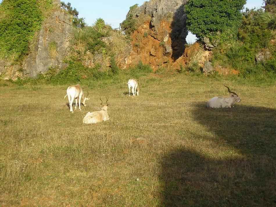 Foto de Cabarceno (Cantabria), España
