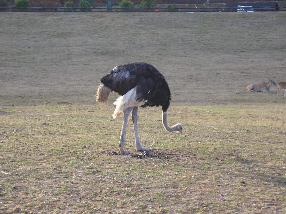 Foto de Cabarceno (Cantabria), España
