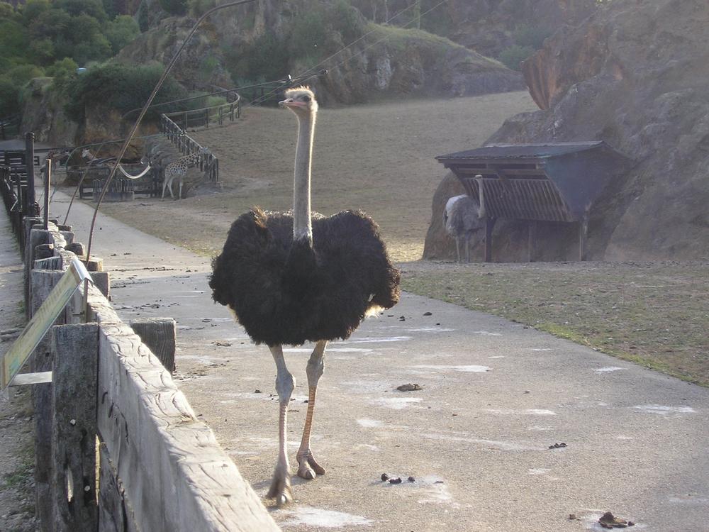 Foto de Cabarceno (Cantabria), España