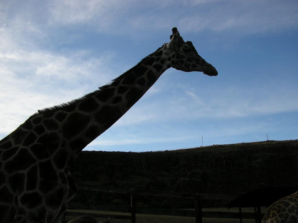Foto de Cabarceno (Cantabria), España