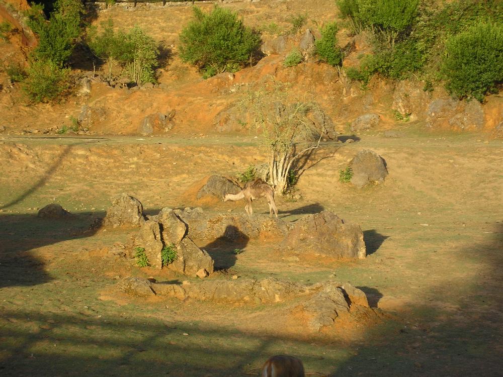 Foto de Cabarceno (Cantabria), España