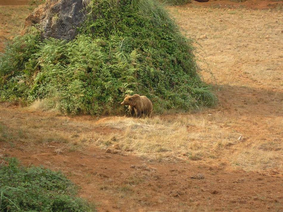 Foto de Cabarceno (Cantabria), España