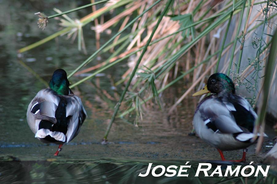 Foto de Jerez  de la Frontera (Cádiz), España