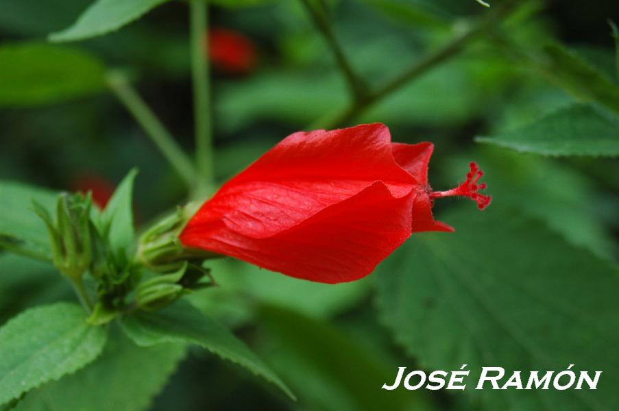 Foto de Jerez  de la Frontera (Cádiz), España