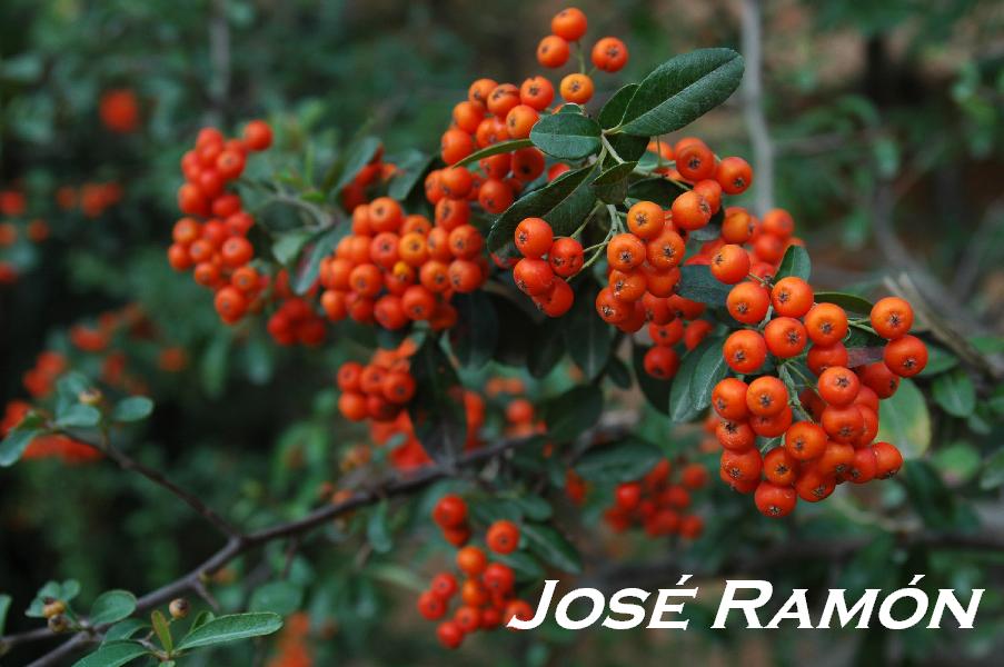 Foto de Jerez  de la Frontera (Cádiz), España