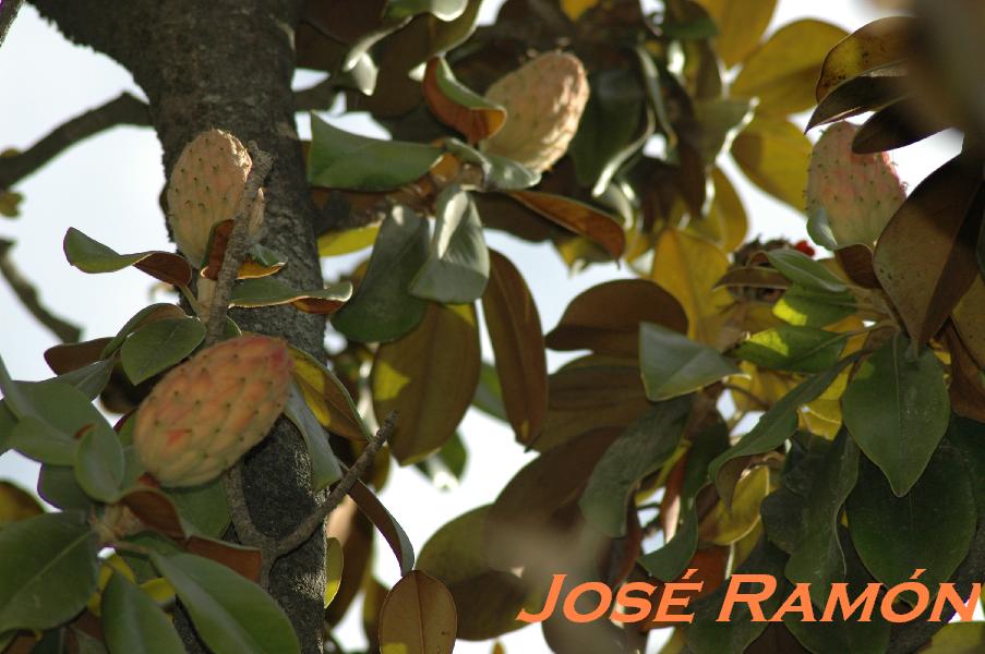 Foto de Jerez  de la Frontera (Cádiz), España