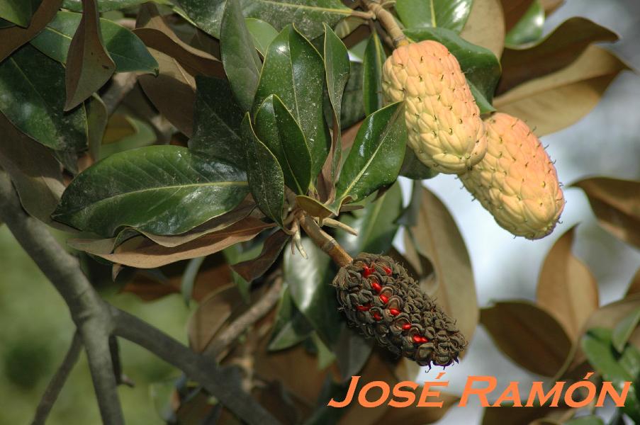 Foto de Jerez  de la Frontera (Cádiz), España