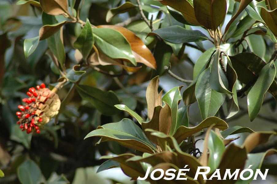 Foto de Jerez  de la Frontera (Cádiz), España