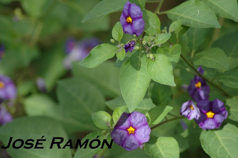 Foto de Jerez  de la Frontera (Cádiz), España