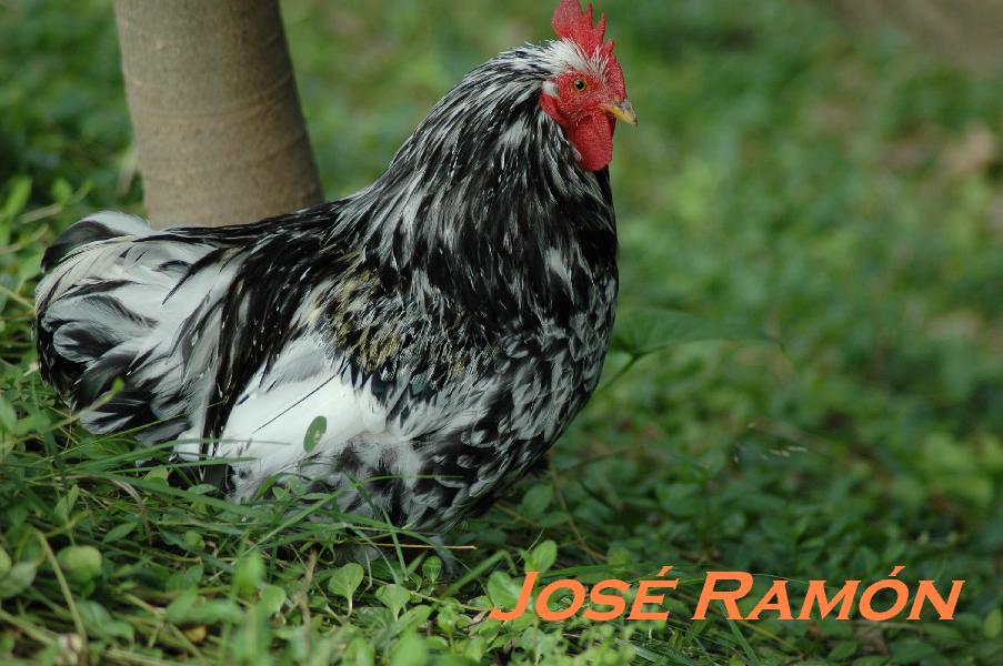 Foto de Jerez  de la Frontera (Cádiz), España