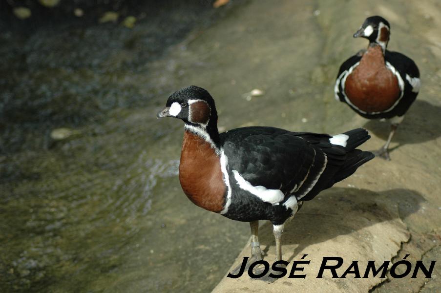 Foto de Jerez  de la Frontera (Cádiz), España