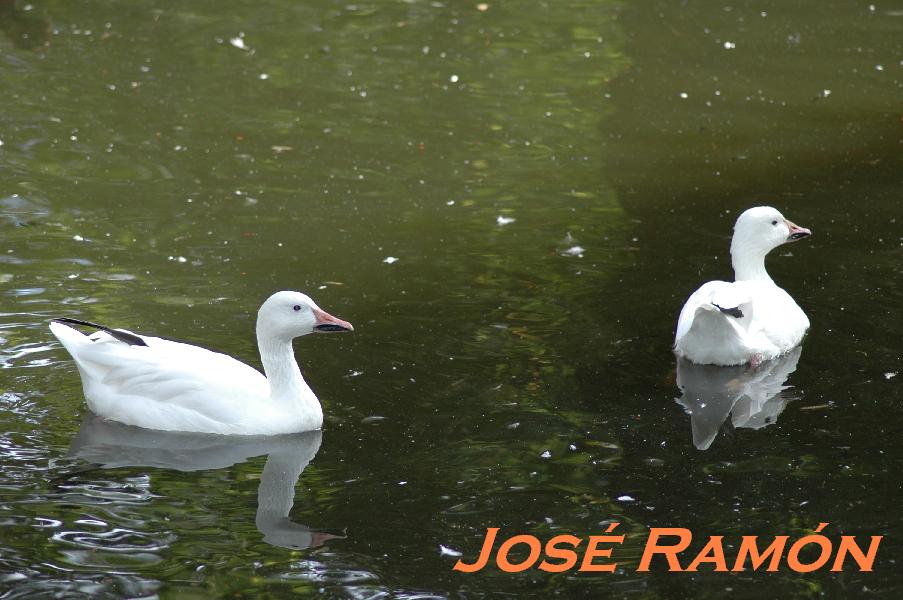 Foto de Jerez  de la Frontera (Cádiz), España