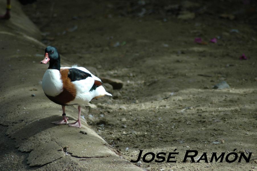 Foto de Jerez  de la Frontera (Cádiz), España