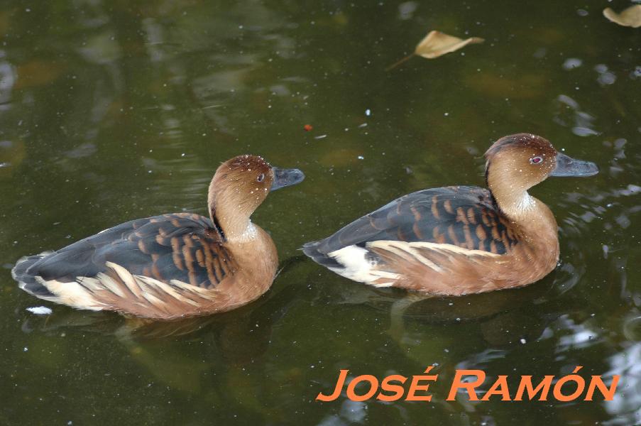 Foto de Jerez  de la Frontera (Cádiz), España