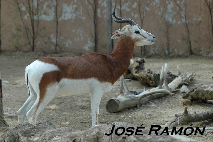 Foto de Jerez  de la Frontera (Cádiz), España