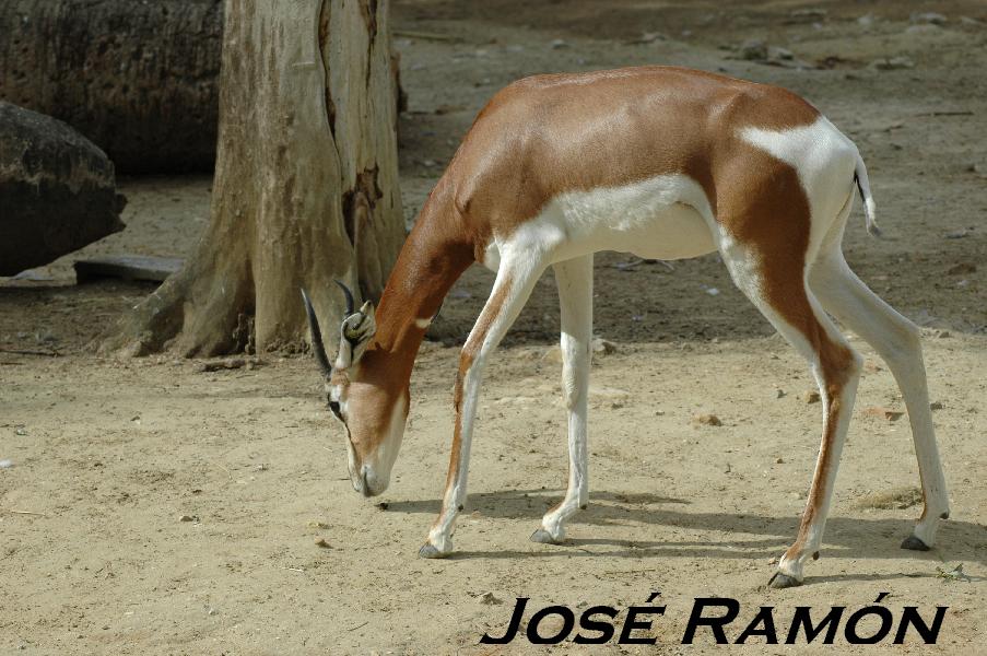 Foto de Jerez  de la Frontera (Cádiz), España
