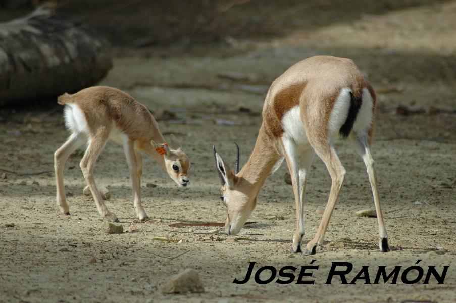 Foto de Jerez  de la Frontera (Cádiz), España