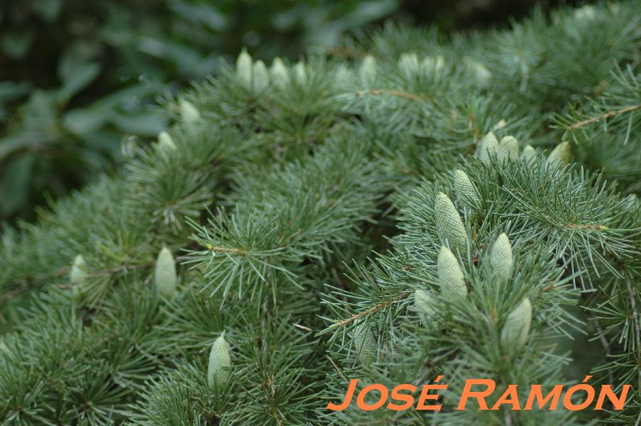 Foto de Jerez  de la Frontera (Cádiz), España