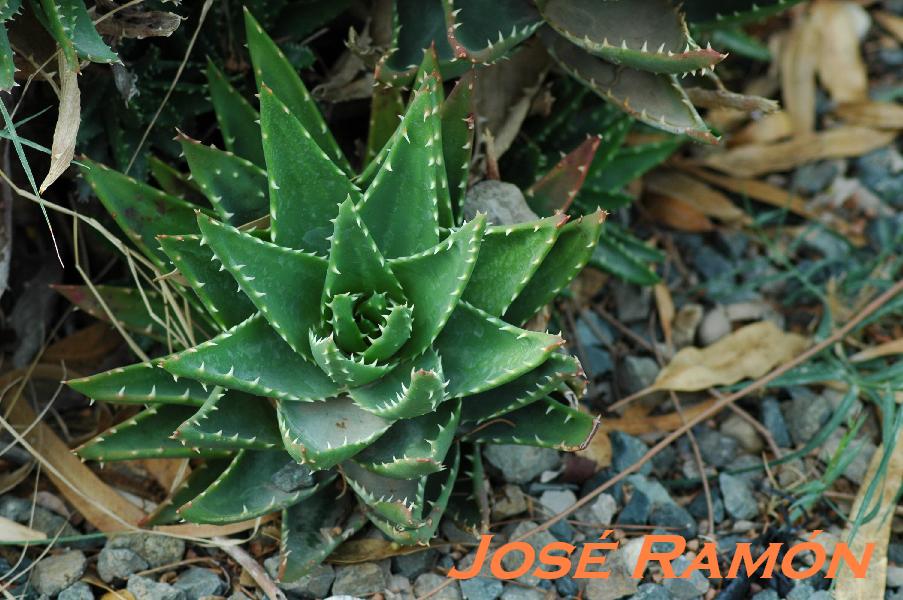 Foto de Jerez  de la Frontera (Cádiz), España