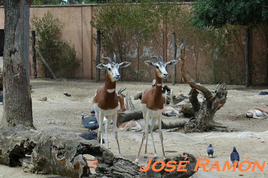 Foto de Jerez  de la Frontera (Cádiz), España