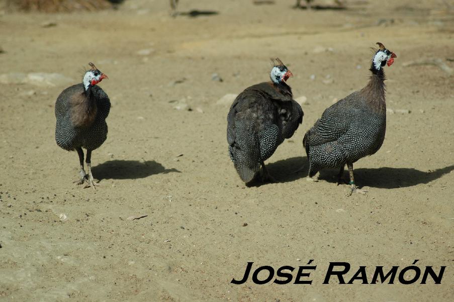 Foto de Jerez  de la Frontera (Cádiz), España