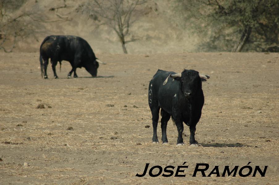 Foto de Jerez  de la Frontera (Cádiz), España