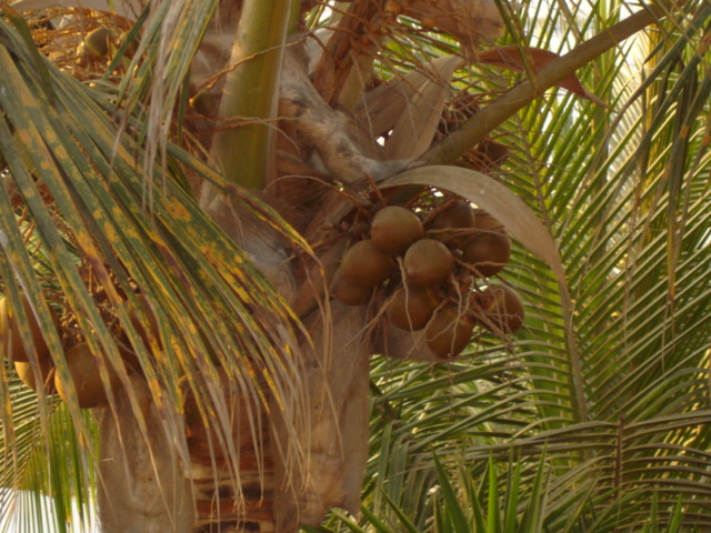 Foto de Máncora, Perú