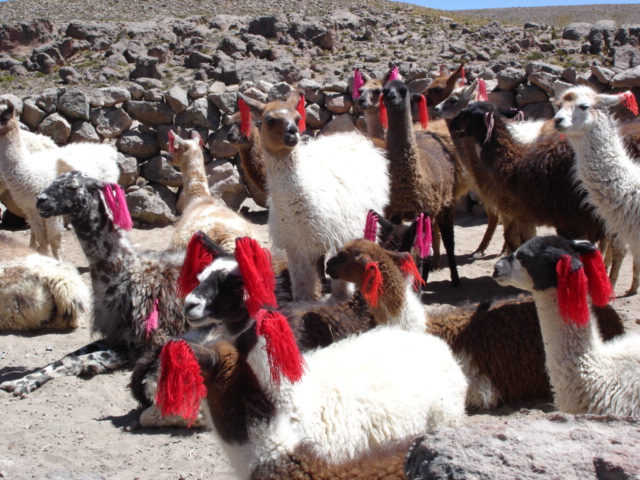 Foto de Arequipa, Perú